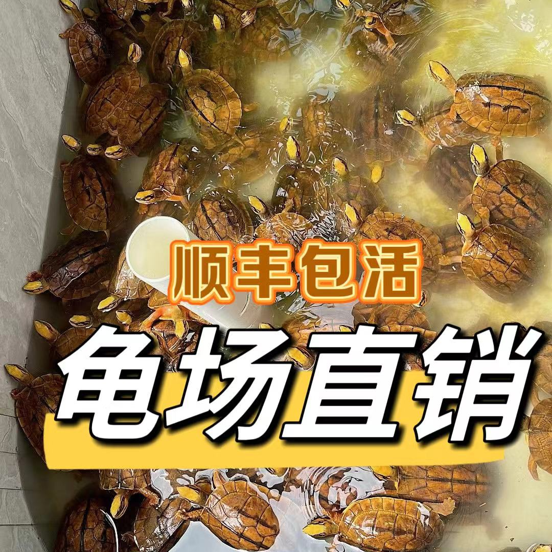 人工繁育金钱龟黄头苗米底苗亚成图片仅供参考实物直播间展示为准