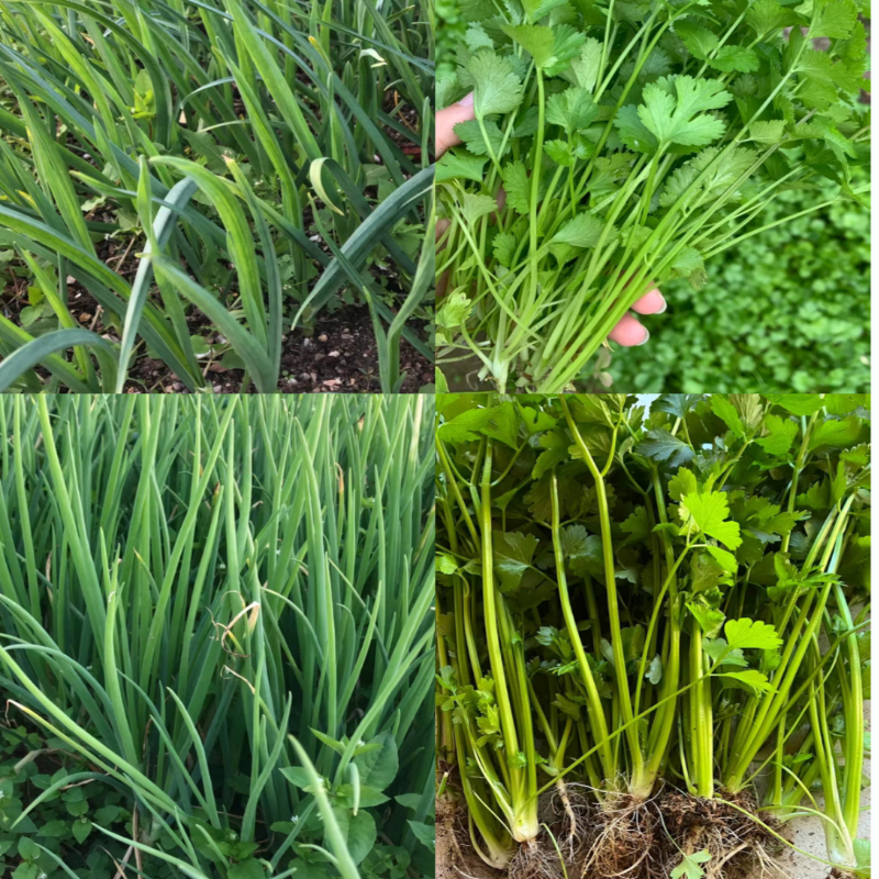 农家自种葱 、蒜、香菜类