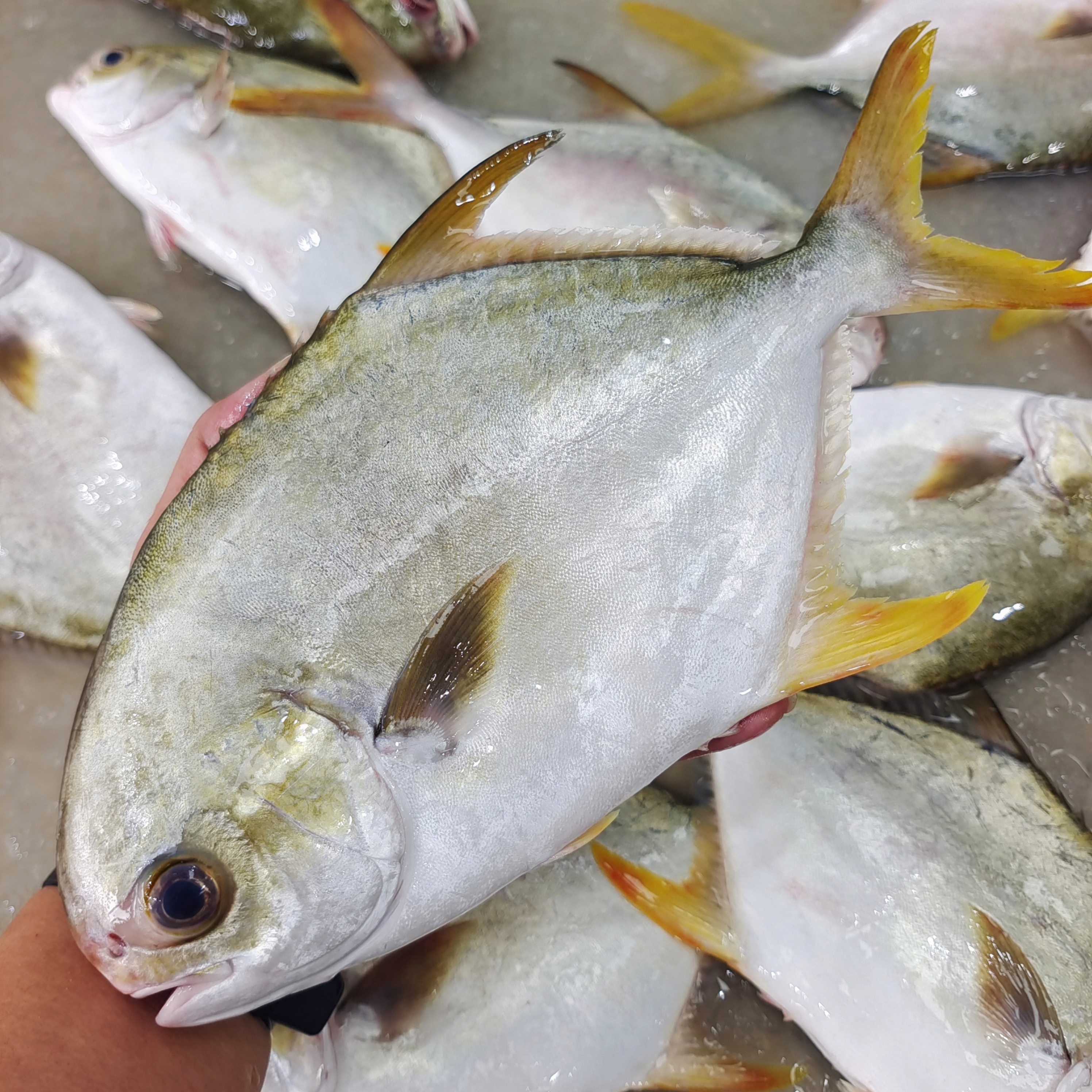 【马鲛仔海产】大号新鲜金鲳鱼 400-500g/条 5条装 顺丰包邮 博贺港