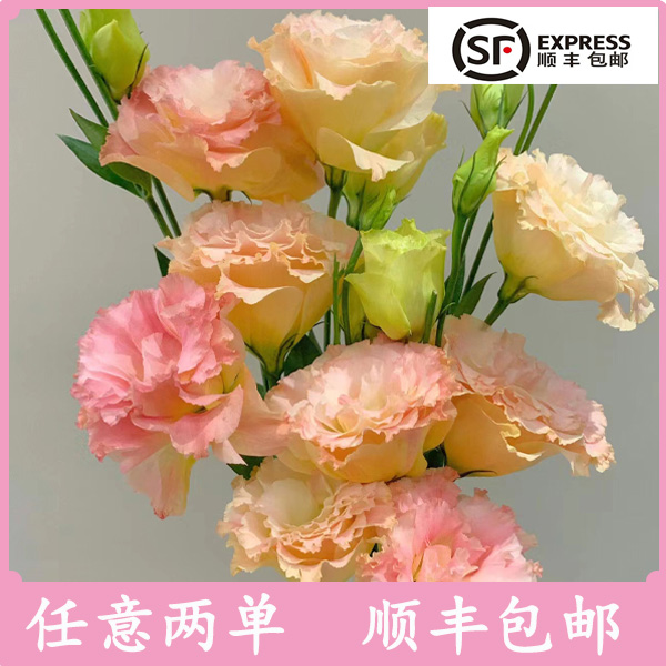 云南漂亮香槟洋桔梗水养漂亮家庭办公室摆件秋色舒心治愈基地直批