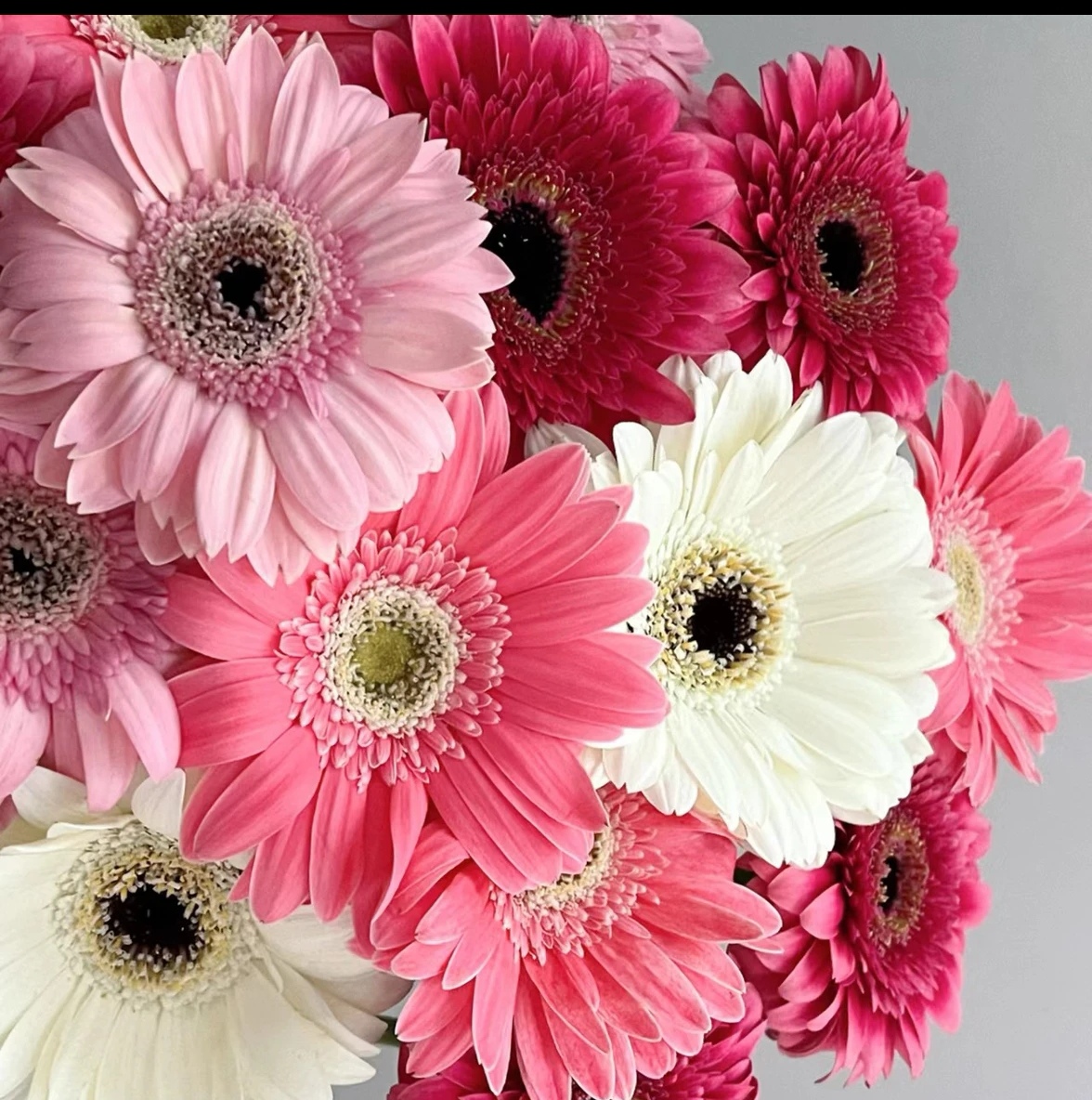 昆明小花绿植鲜花多肉