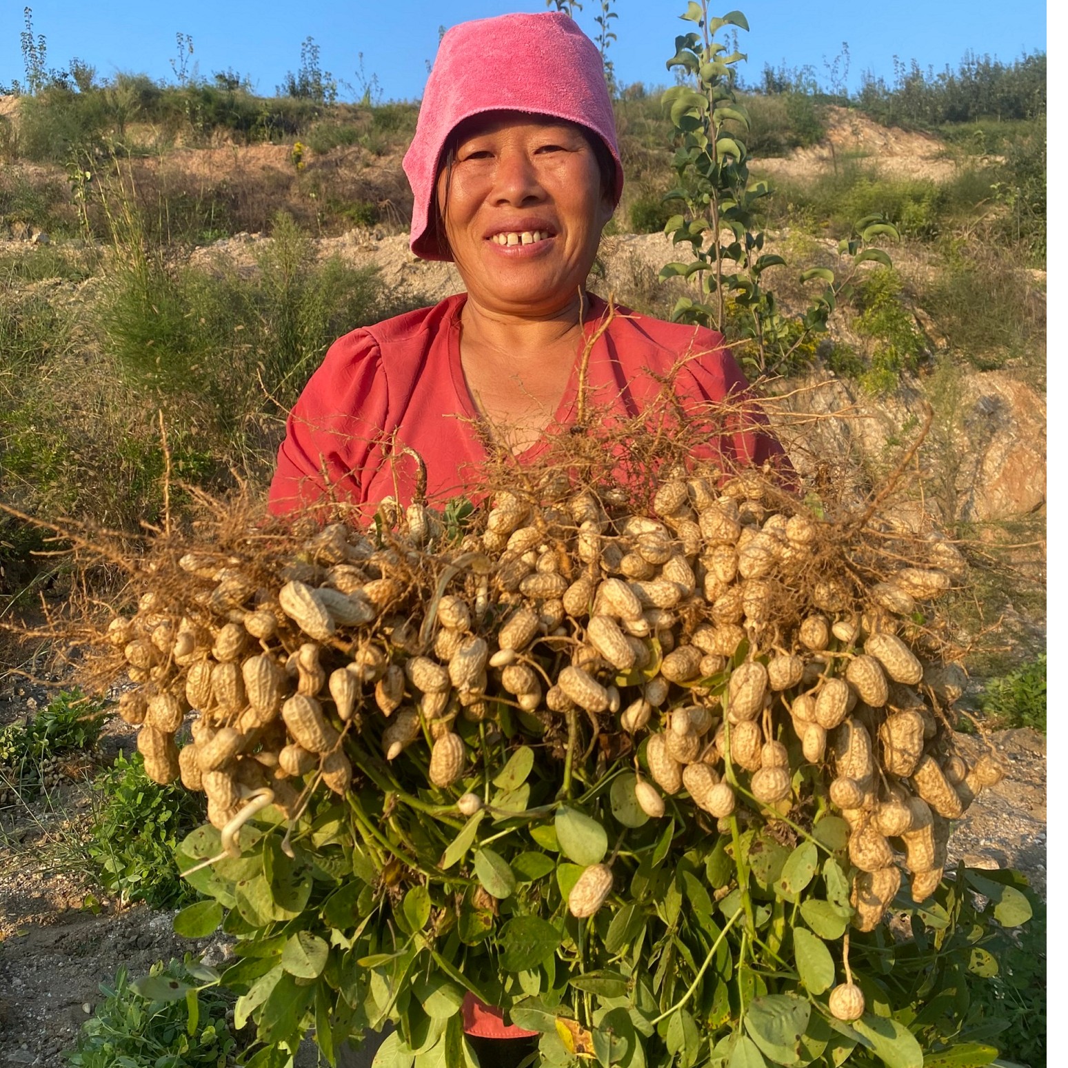 河南省孙蒙飞家新鲜采摘本土老品种花生越嚼越香甜净重5斤装