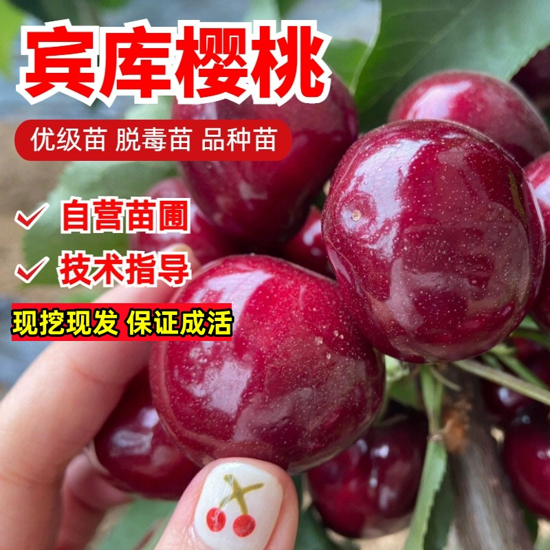 嫁接矮化宾库红色车厘子树苗耐寒大樱桃树苖北方南方种植当年结果