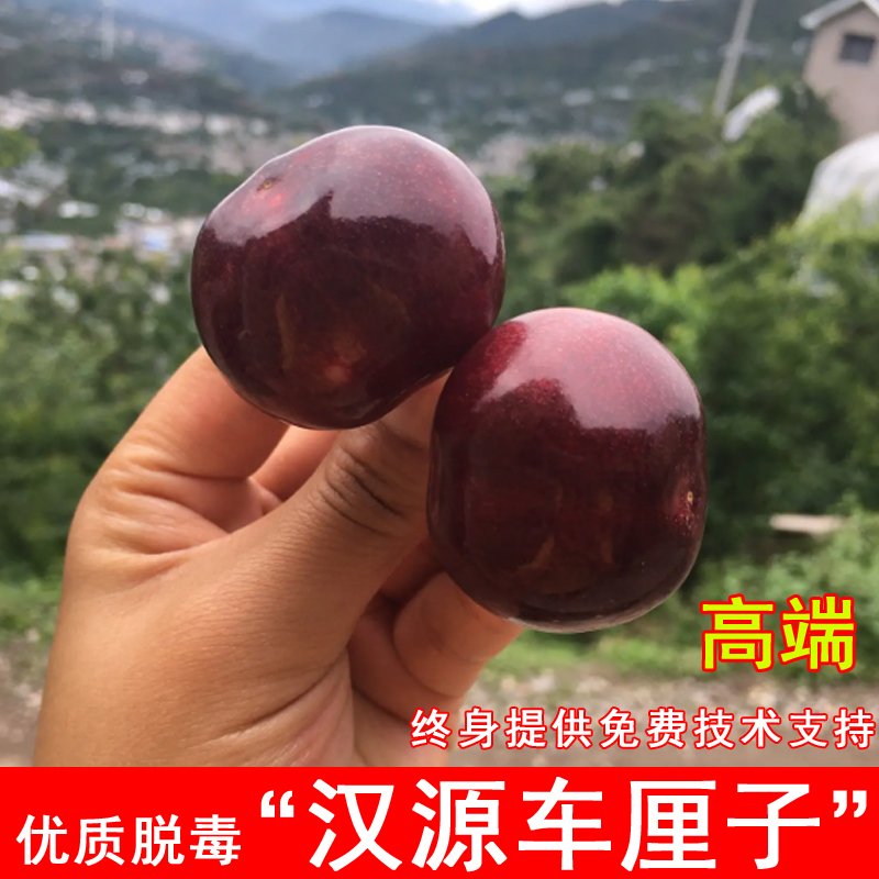 车厘子苗南北方种植嫁接大樱桃树苗盆栽地栽庭院种植树苗当年结果