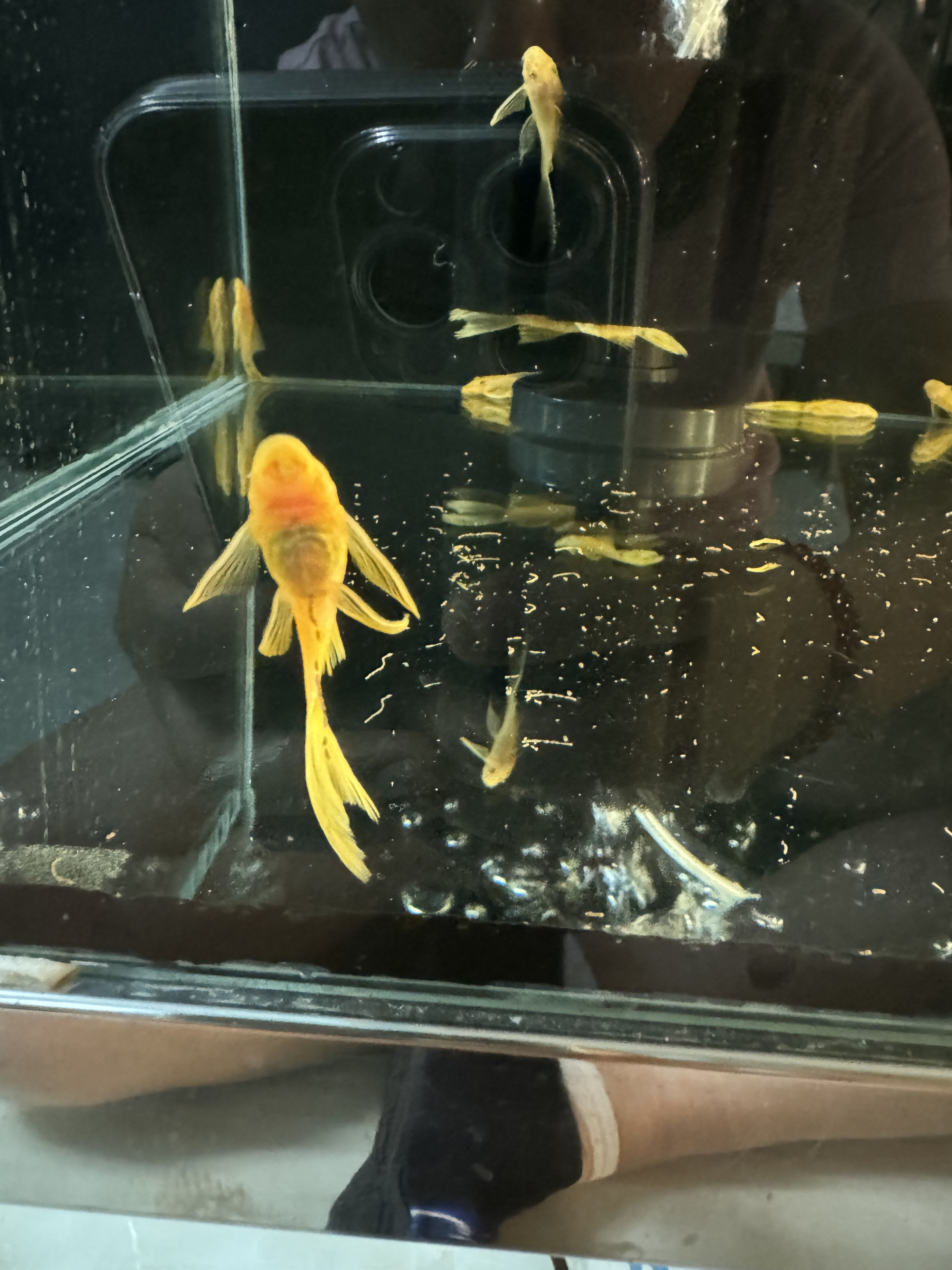 大帆清缸小能手孔雀鱼3条3—5厘米