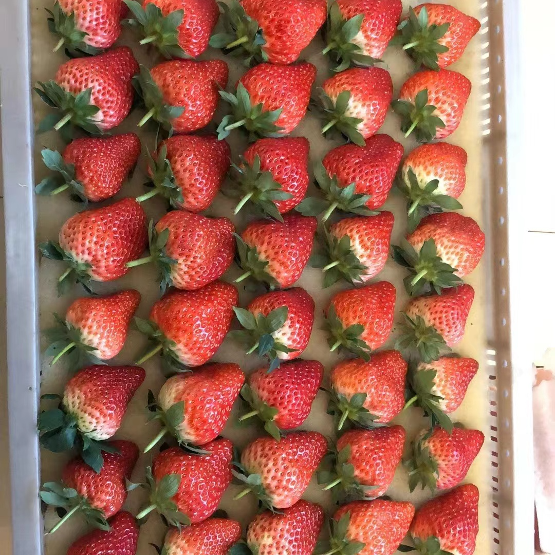 丹东九九大草莓一斤辽宁省