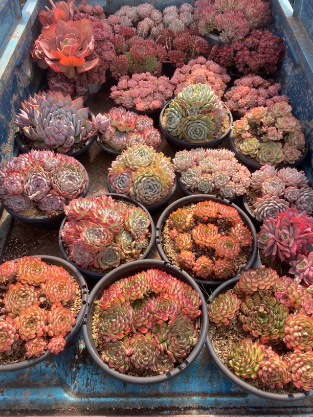 2虞美人精品多肉专用链接 虞美人哥特芒果奶糖果美人