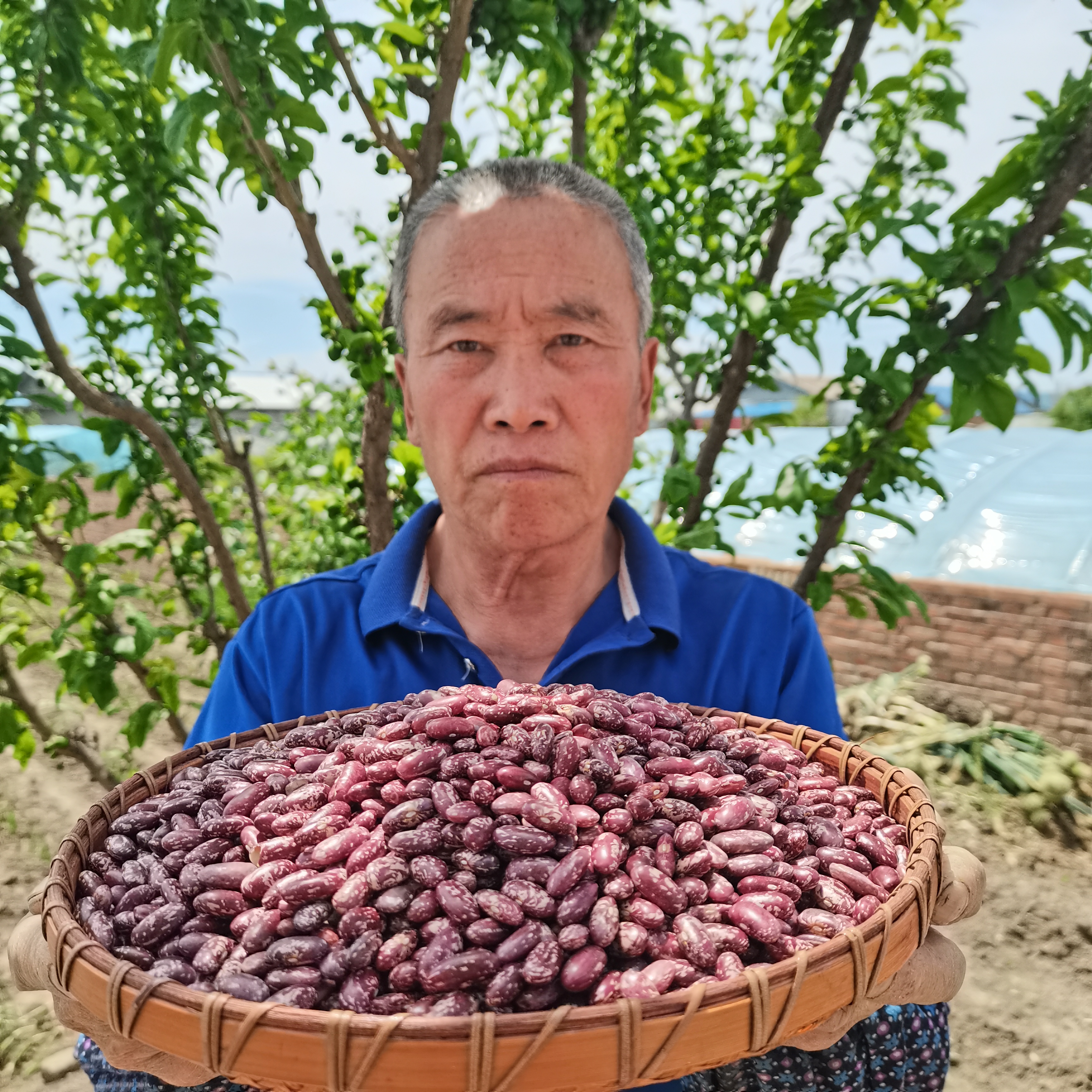 2025年红花芸豆 农家东北特产 黑龙江地区 一年一季庄家