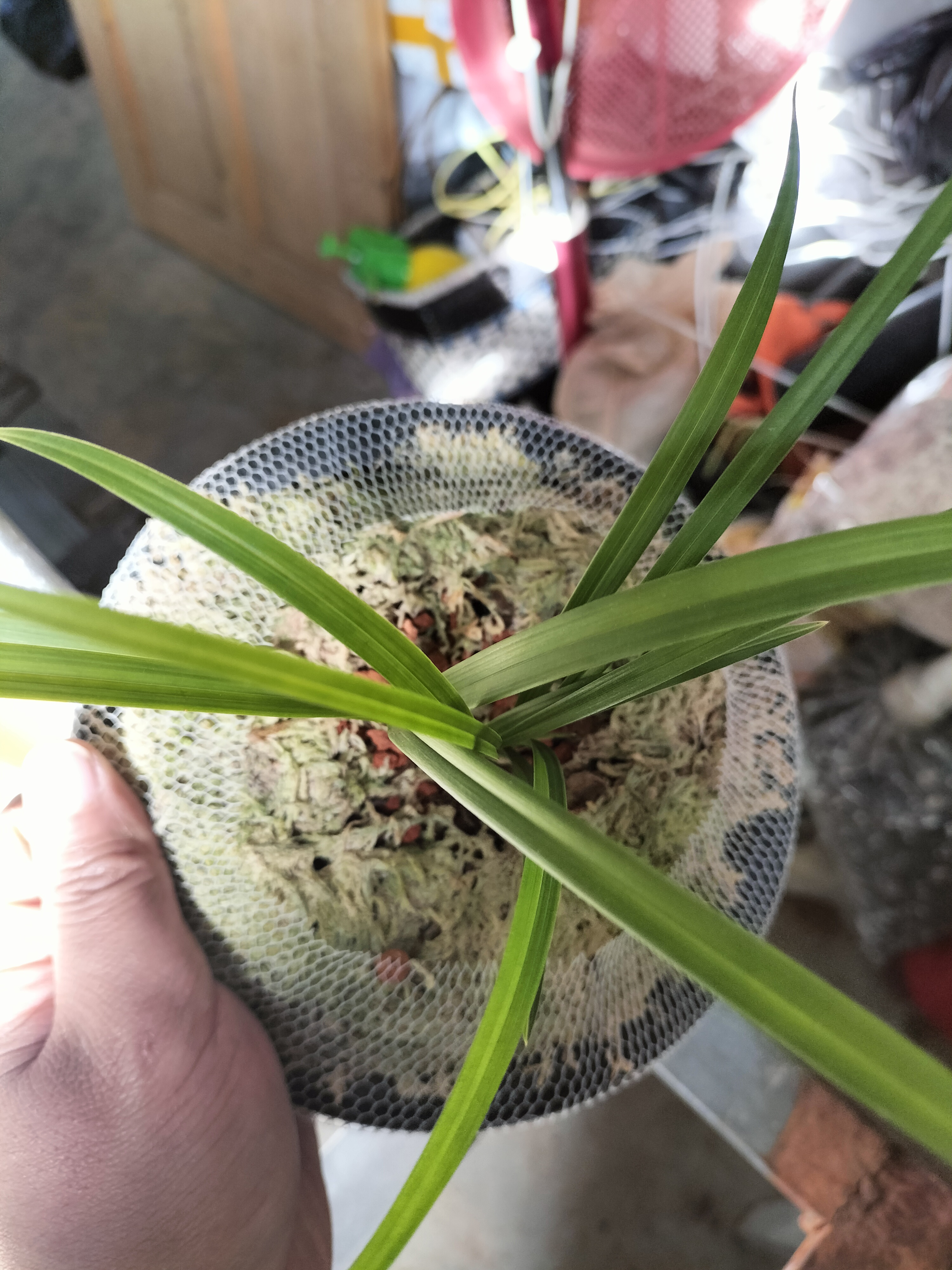 春兰兰花，春兰叶型草，三苗草。