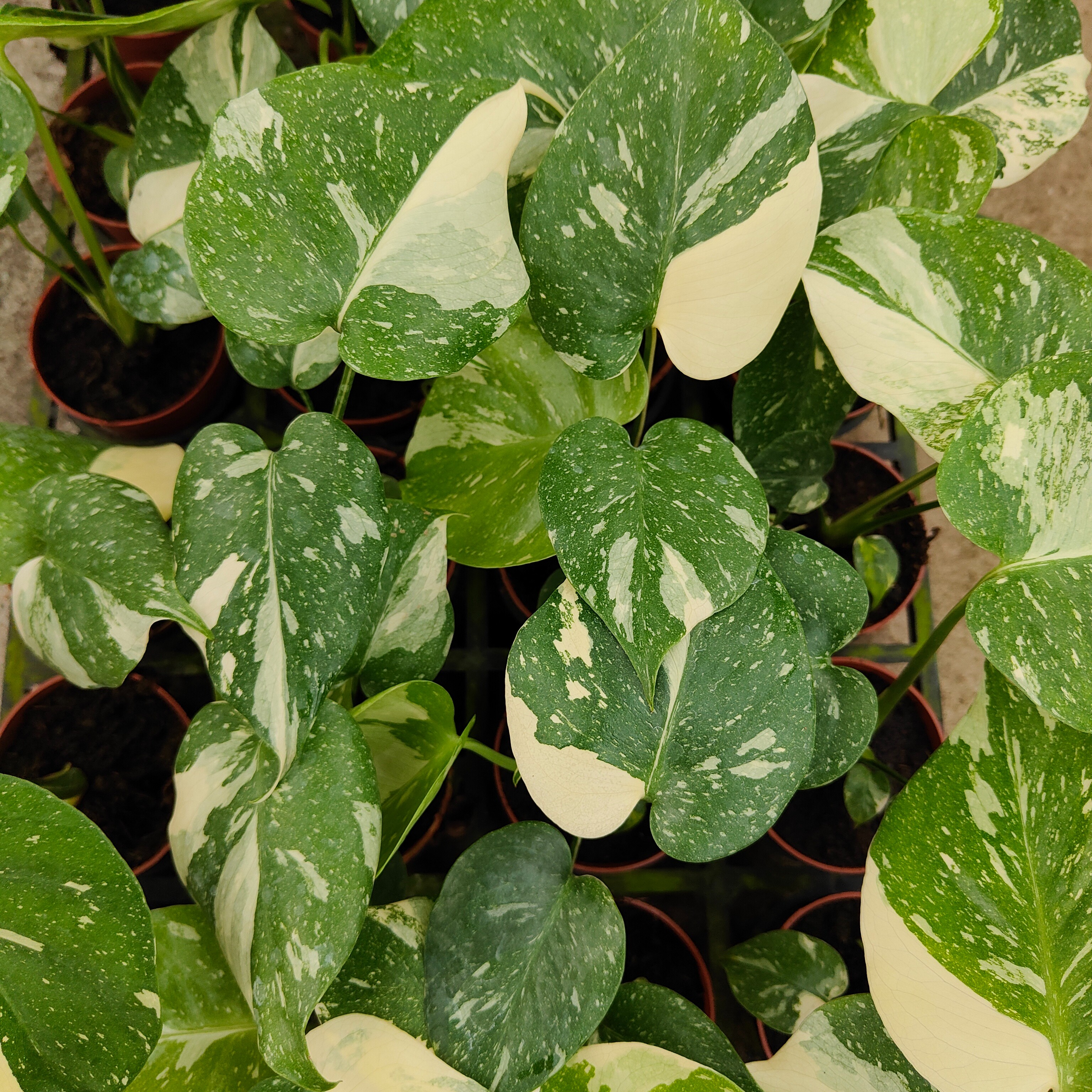 网红热植锦叶龟背竹 洒金龟背