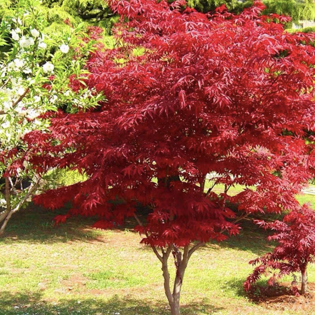 红枫 羽毛枫 金陵黄金凤