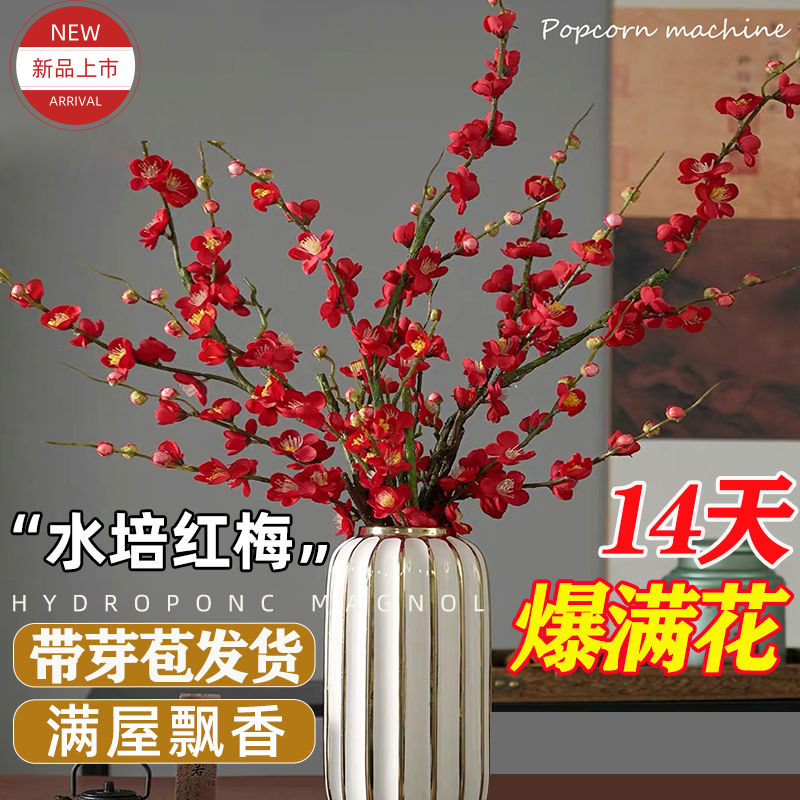 干枝红梅花卉盆栽秋冬室内水培花卉腊梅鲜切花鲜切枝红梅鲜花绿植