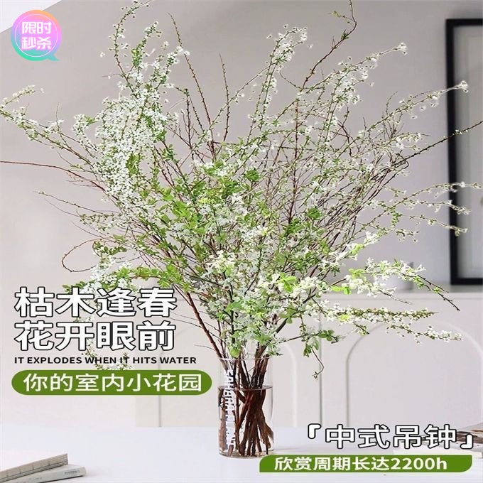 雪柳鲜枝干支水培植物室内客厅花卉盆栽四季水养绿植澳洲腊梅鲜花
