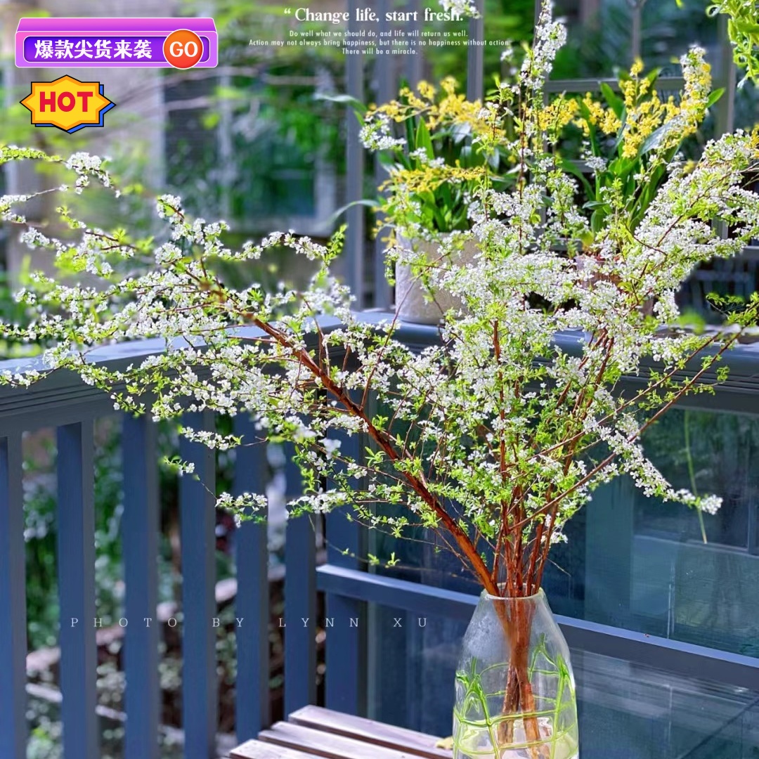雪柳干枝鲜枝水培雪柳干支盆栽水养鲜切花年宵花束枝条树苗喷雪花