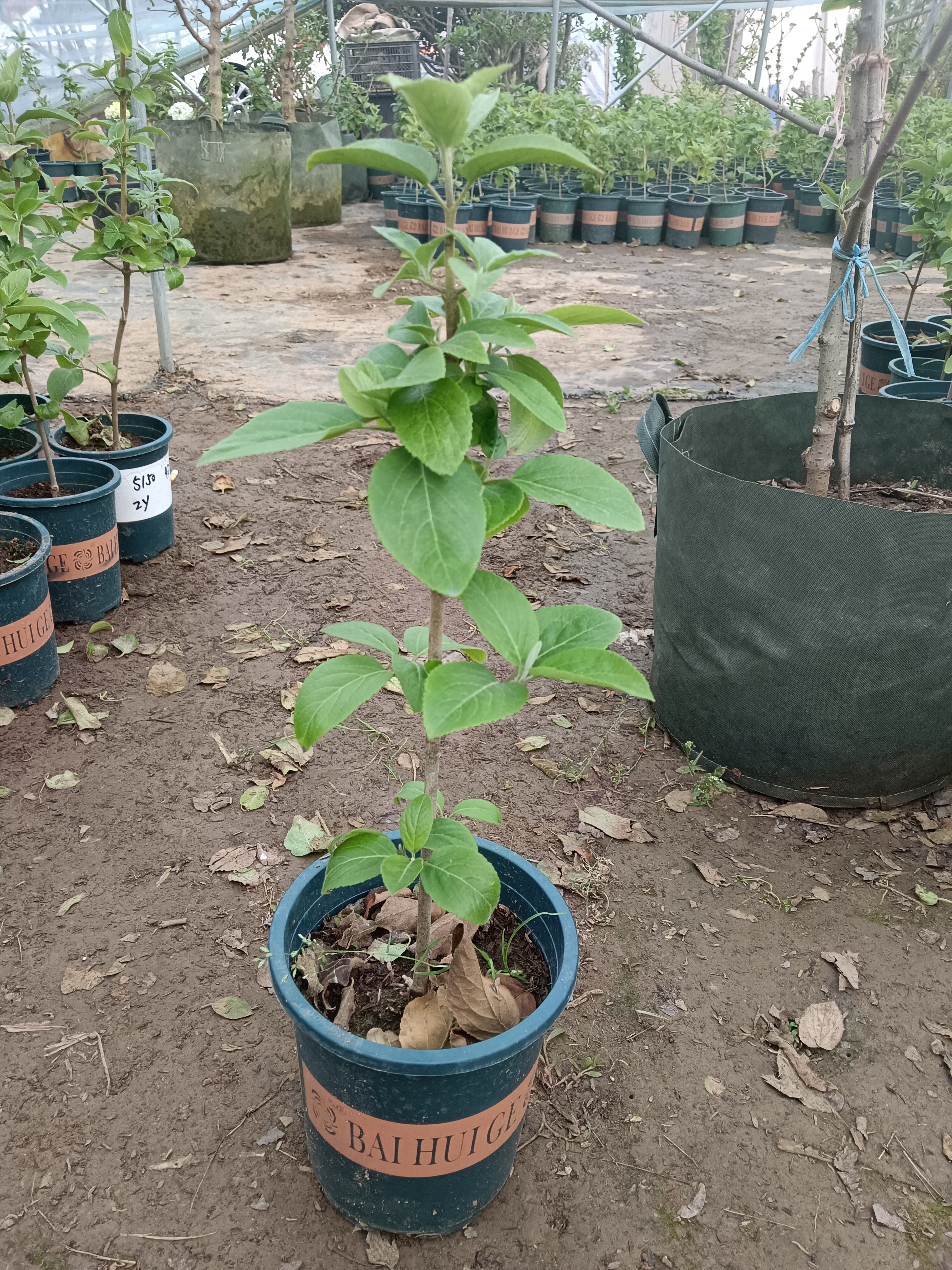 中华木绣球欧洲木绣球