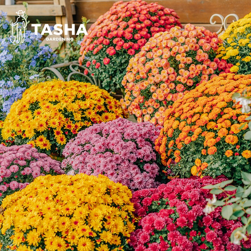 塔莎的花园盆栽菊切花菊泡泡花苗花庭院阳台菊科修剪开花花园