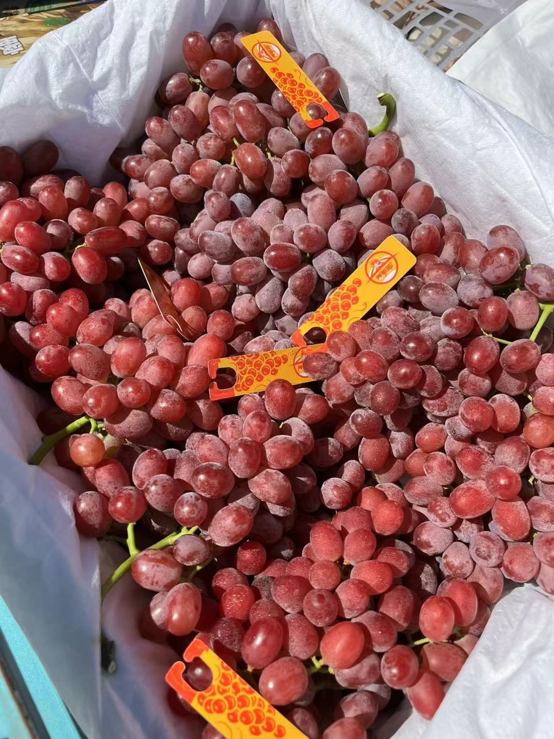 红提清洗19.9元/份