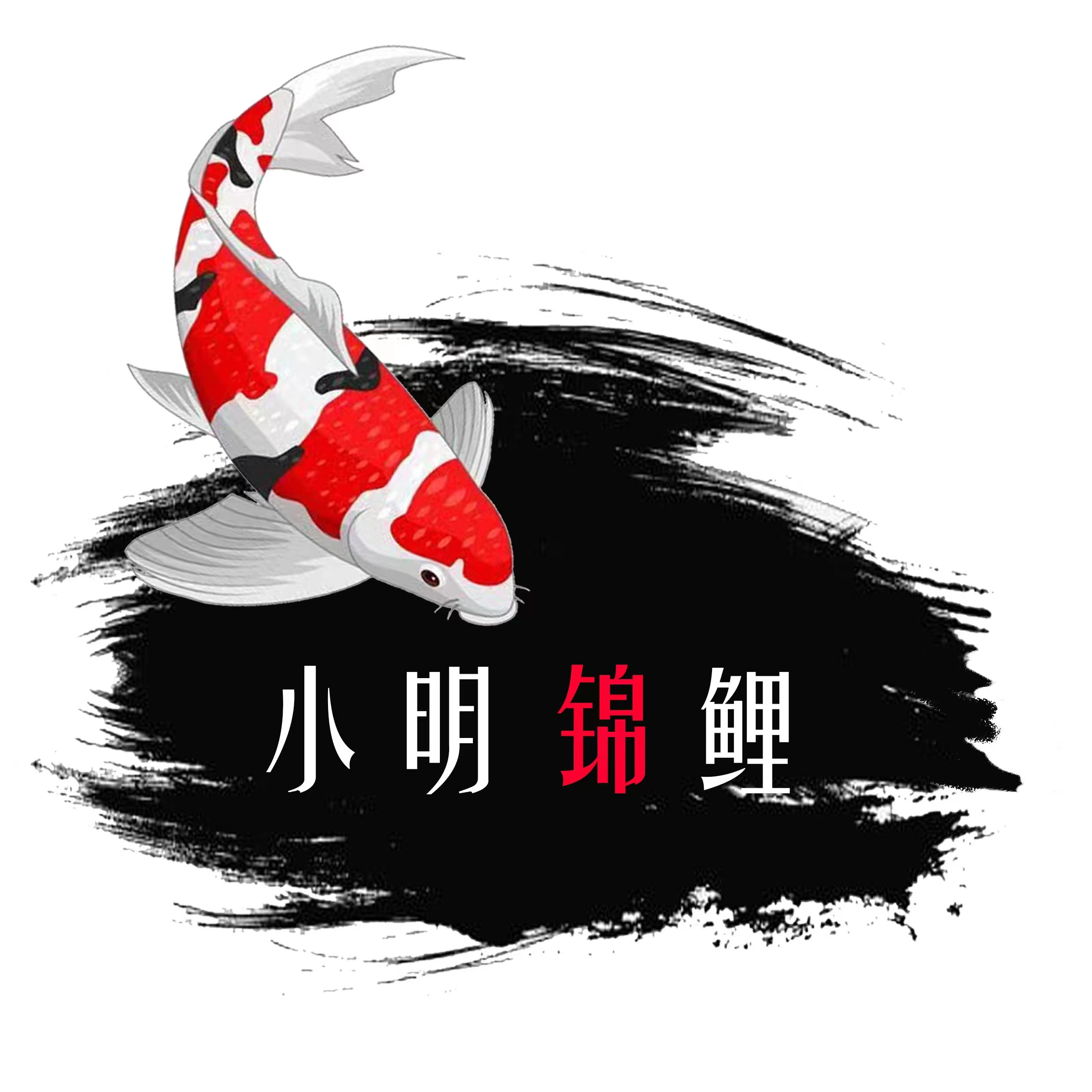 小明锦鲤精选水族活体观赏鱼单色锦鲤（芥子，茶鲤，火鲤，黄金）