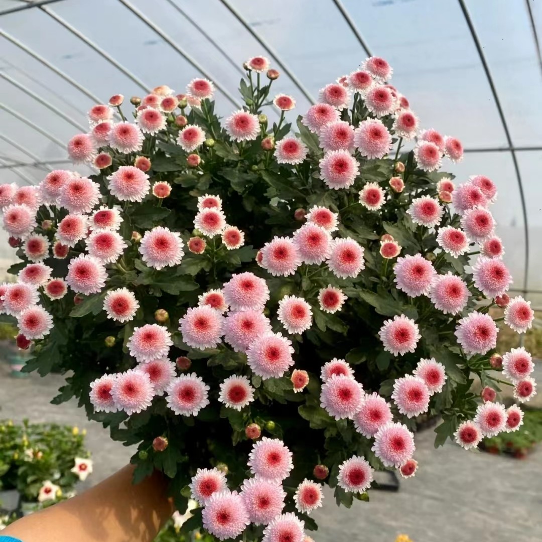 珠玉之卵小雏菊(q弹可爱  花期很长 老桩)荷兰菊庭院阳台开花植物