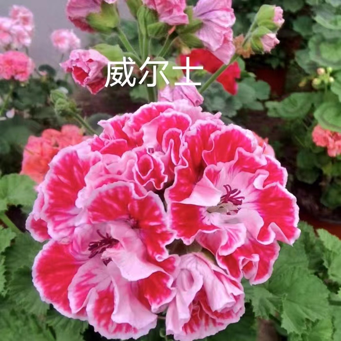 大花天蝴蝶马桥里粉羊宝室内盆载花卉满50米包邮新疆西藏运费治理