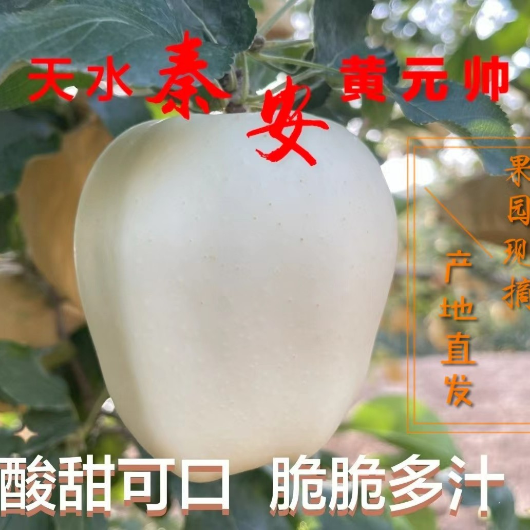 甘肃天水秦安黄元帅苹果酸甜多汁10斤脆脆果园
