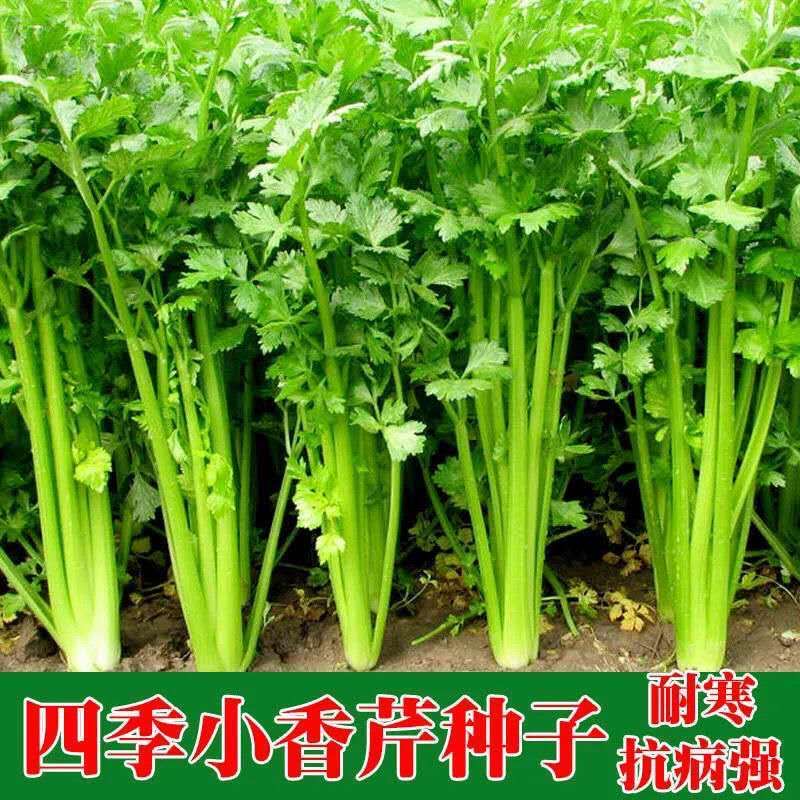 【全店满5元包邮】【3】四季小香芹种子