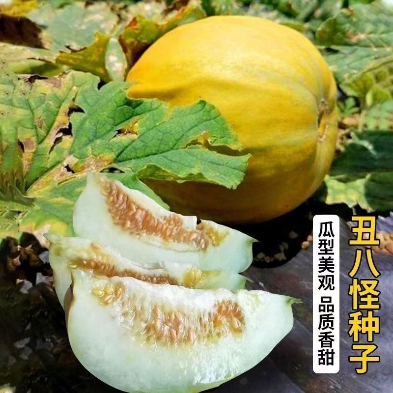 【全店满6包包邮】【144】八方瓜种子