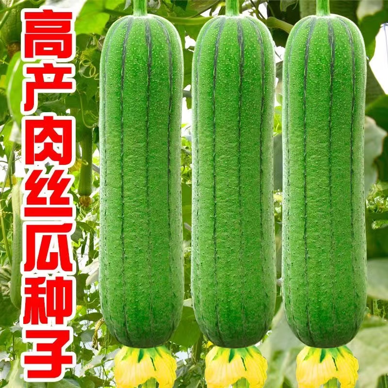 全店满5元包邮】【82】肉丝瓜种子黄瓜蔬菜蔷薇清单阳台蔬菜种子