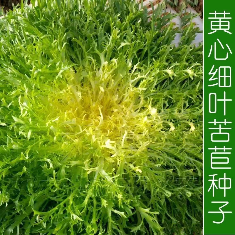 【全店满5元包邮】【99】苦菊豆角种子