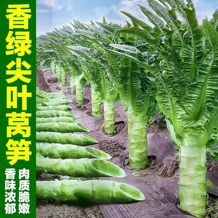 【全店满5元包邮】【39】绿皮莴笋种子秋季蔬菜