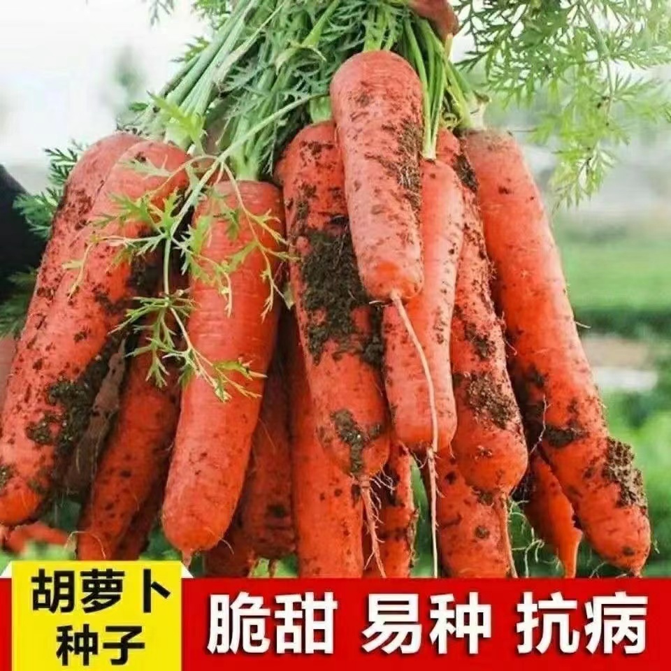 【全店满5元包邮】【47】红胡罗卜种子