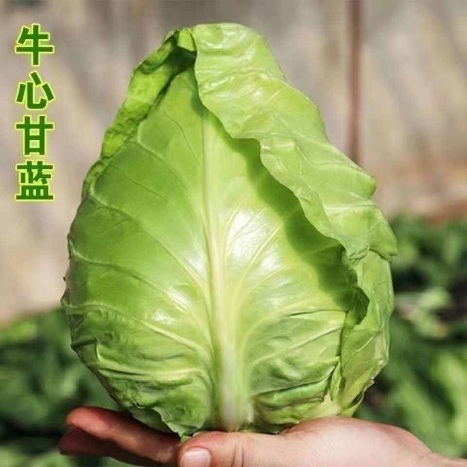 【全店满5元包邮】【32】牛心甘蓝种子油麦菜