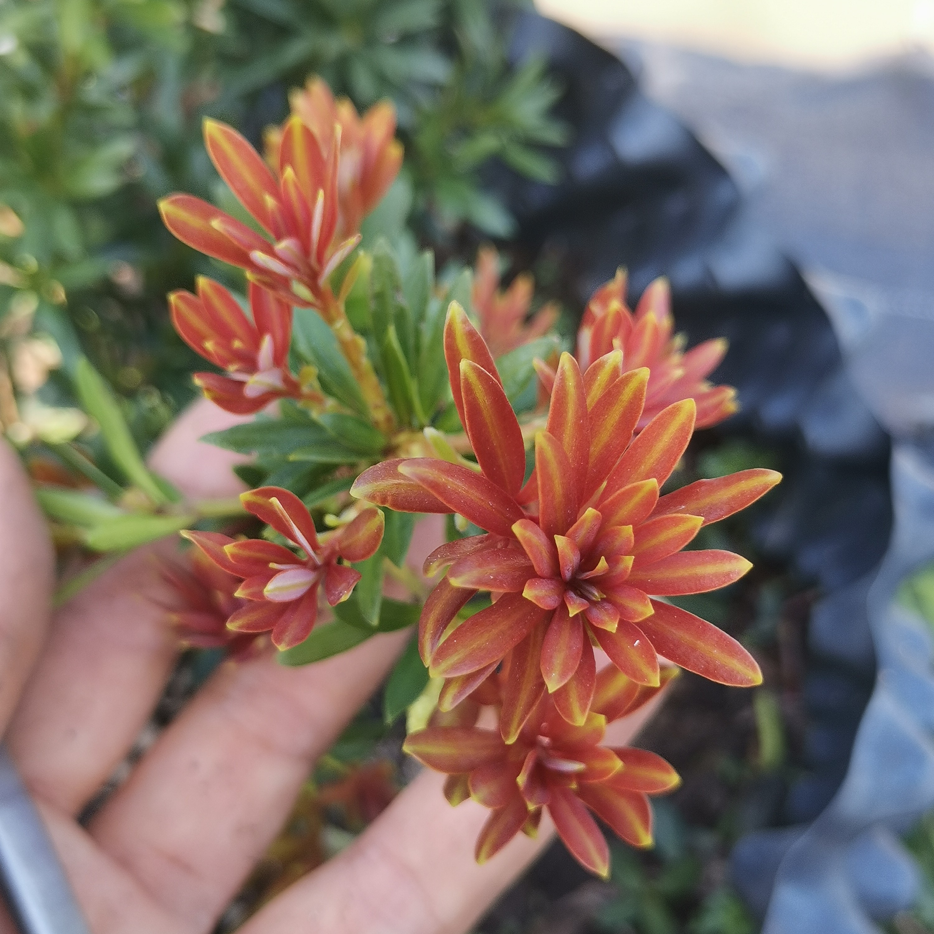 小红帽罗汉松嫁接苗盆景