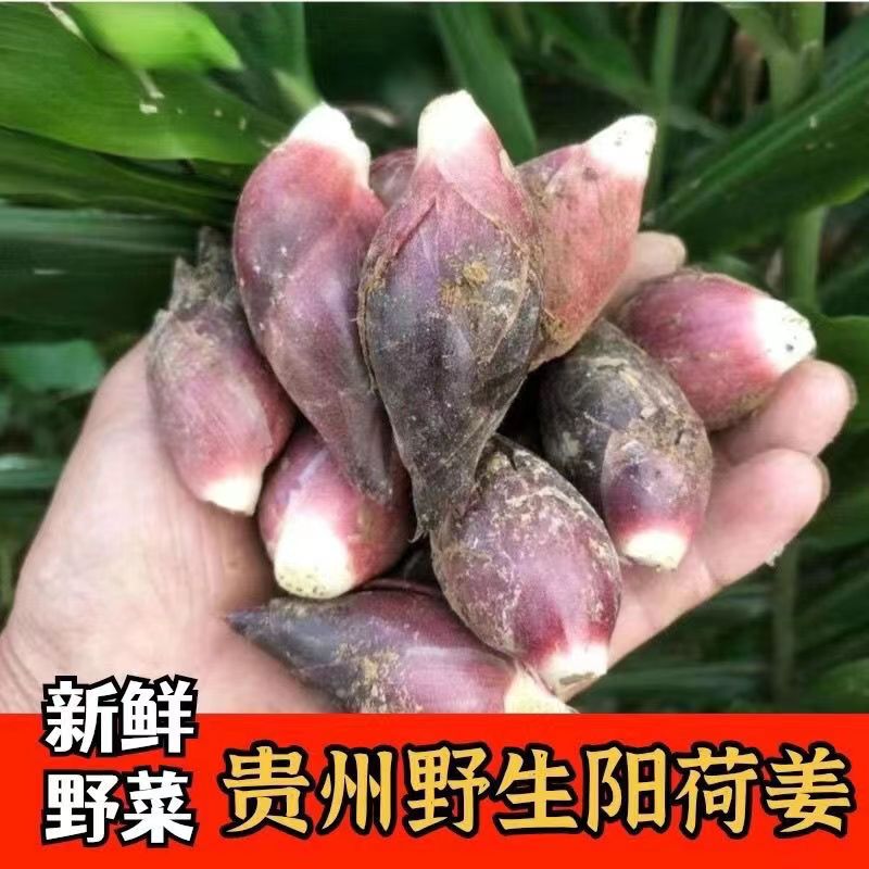 新鲜洋荷姜现摘现发产品野生阳荷姜洋荷笋洋霍阳合姜洋火新鲜蔬菜