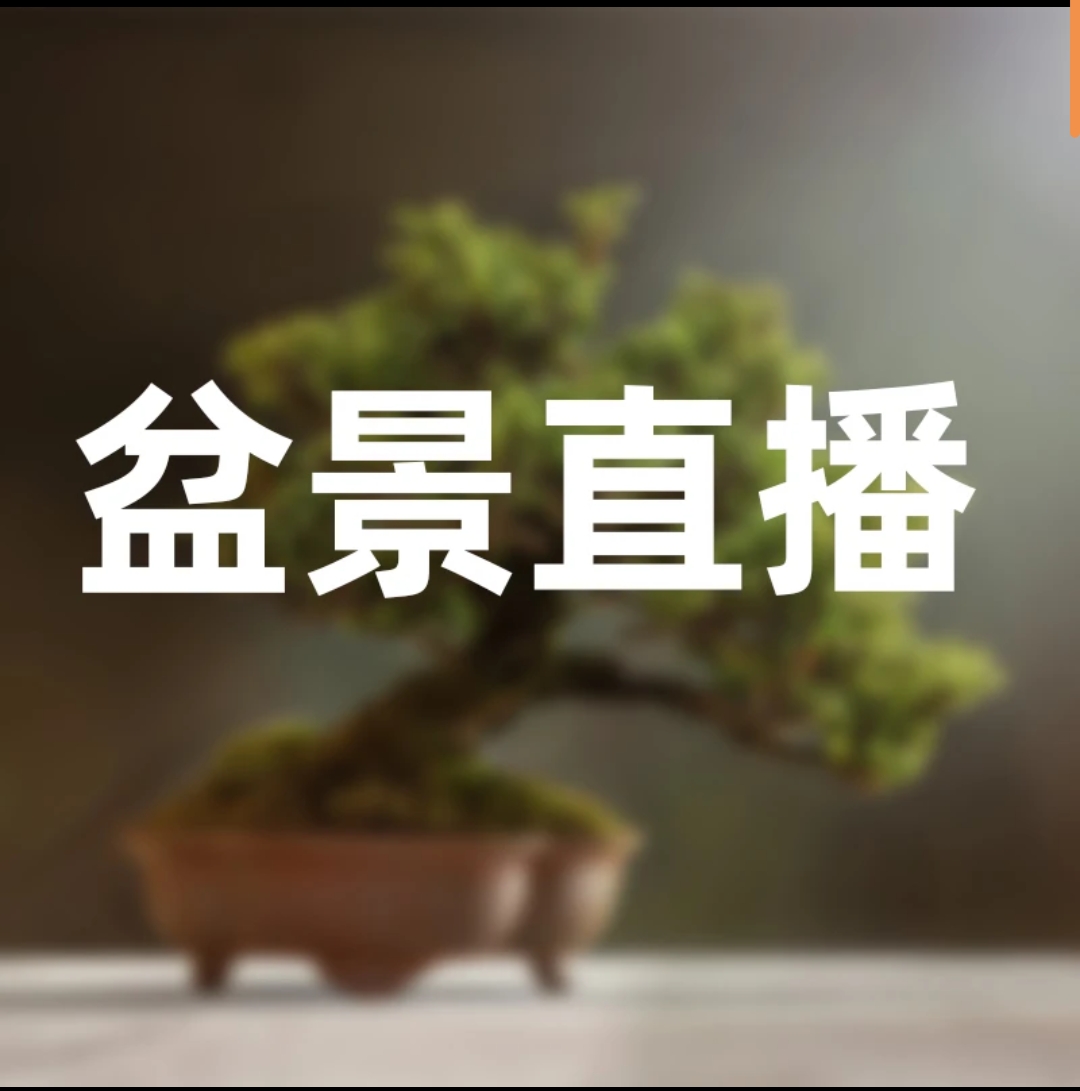 进口盆景，实物图拍摄，拍前联系客服！