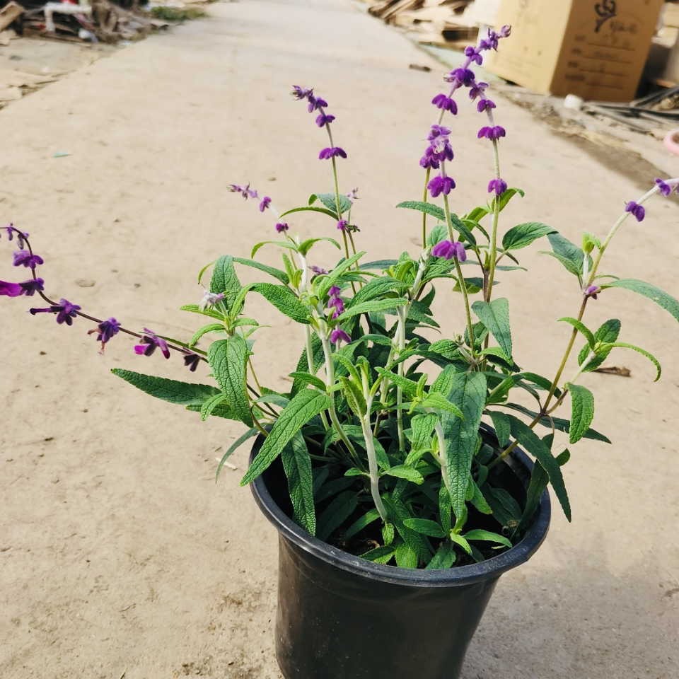 花镜林荫鼠尾草卡拉多纳墨西哥蓝花鼠尾草阳台庭院多年生耐热好养