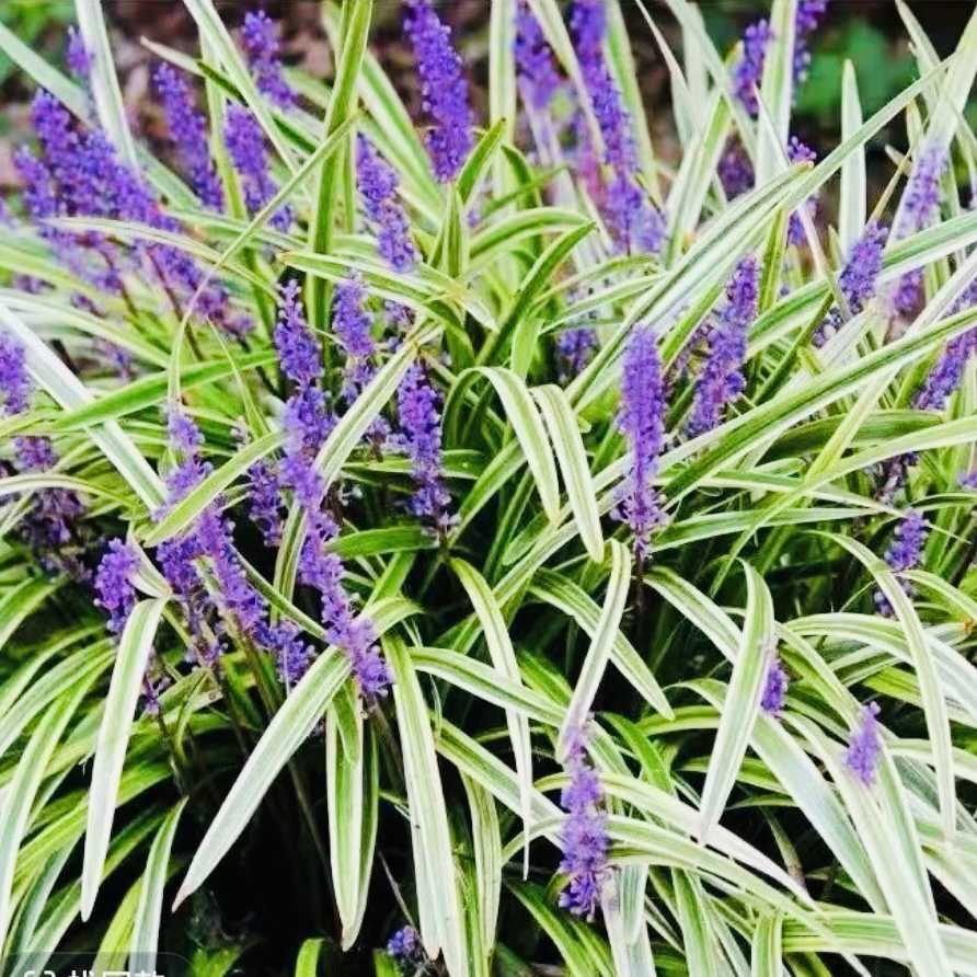 耐寒金边麦冬金叶麦冬草保护地被别墅庭院绿化苗阳台盆栽观赏绿植