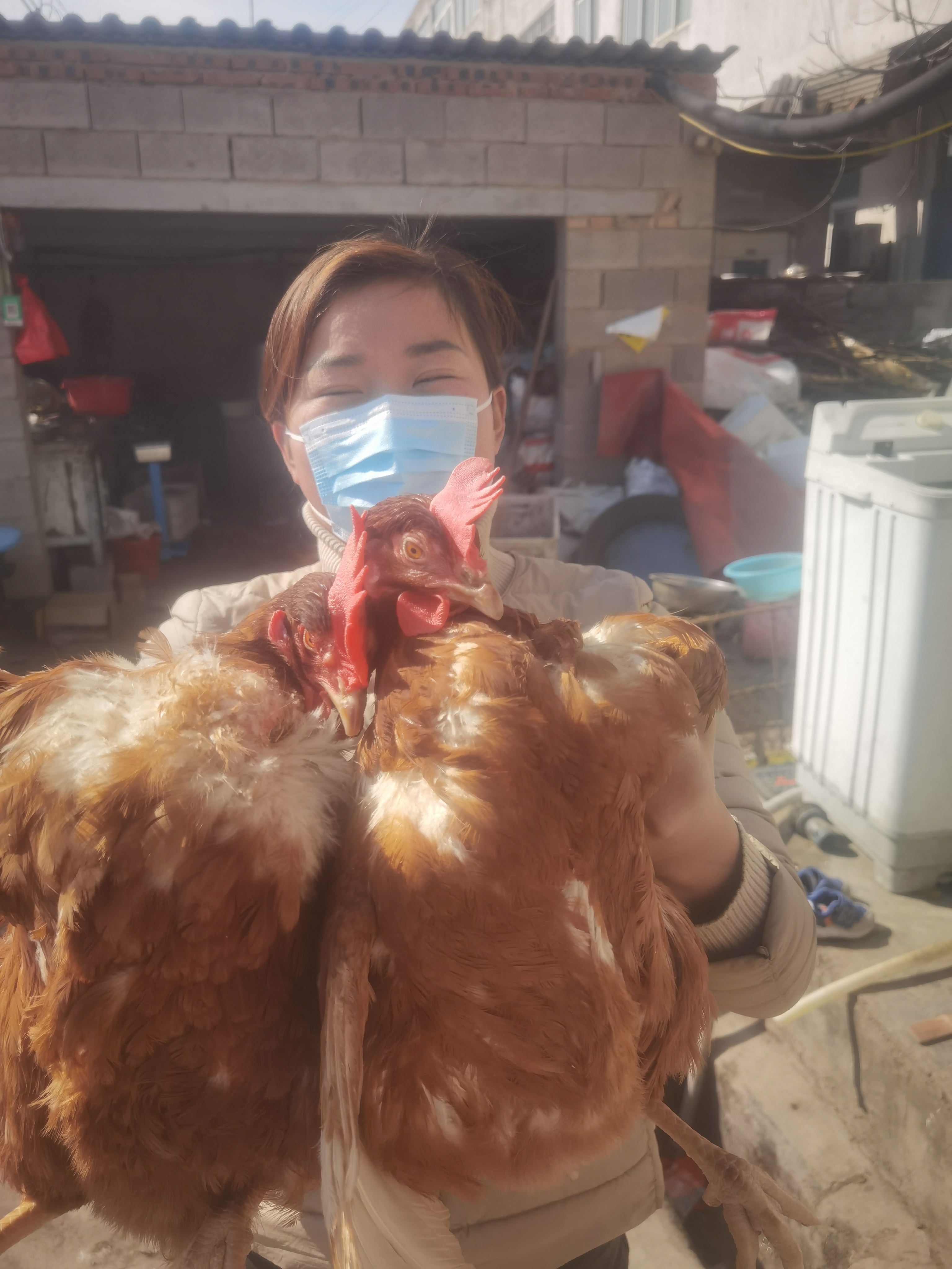 苏北螺丝老母鸡，活鸡先杀，新鲜。2只顺丰冷链包邮