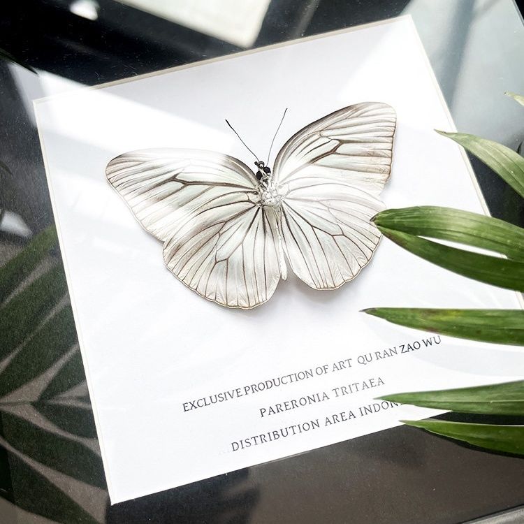 草青粉蝶真蝴蝶标本装饰画摆件 挂摆两用 创意手工礼物生日礼物