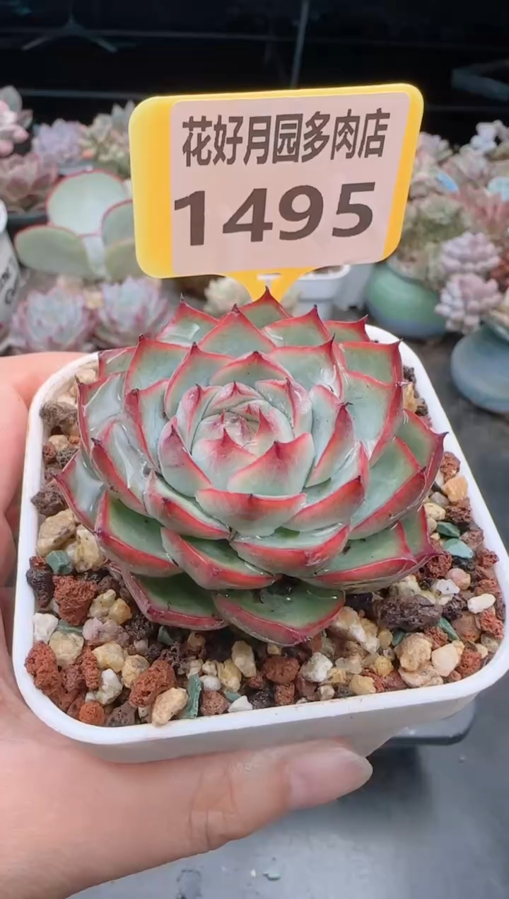 【闪购商品】1495.