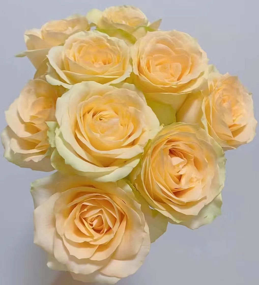 【香槟玫瑰】云南基地直发顺丰冷链包邮