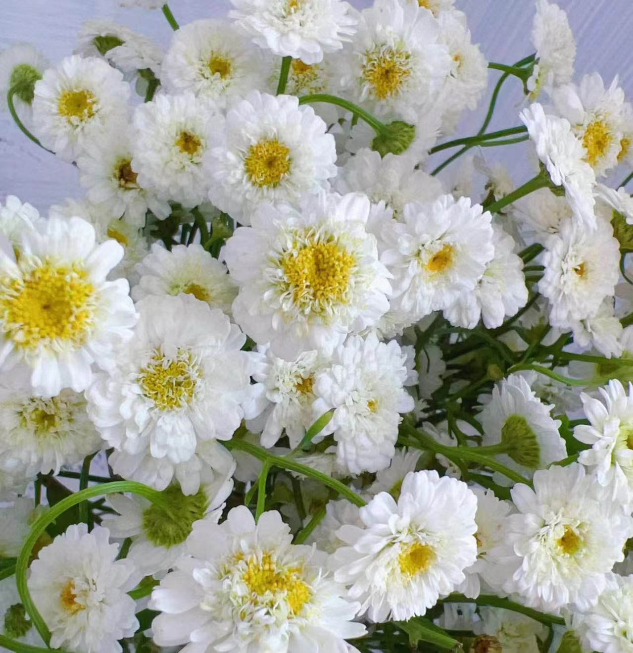 【小女孩重瓣洋甘菊】稀缺高端小众品云南基地直发顺丰包邮
