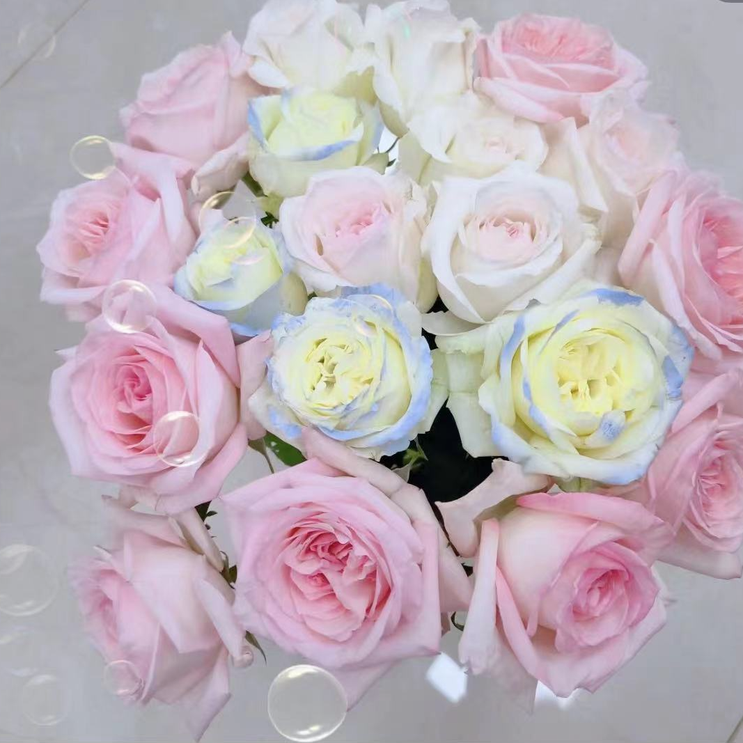 【玫瑰组合】粉荔枝玫瑰20枝+碎冰蓝20枝+黄莺配草一扎