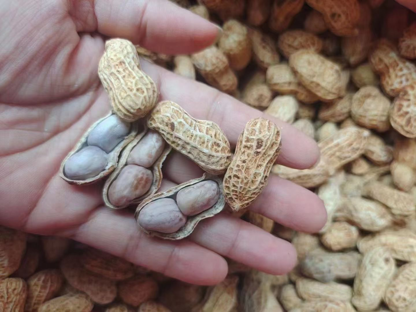 农家水煮烘干红泥花生 香酥脆的那种
