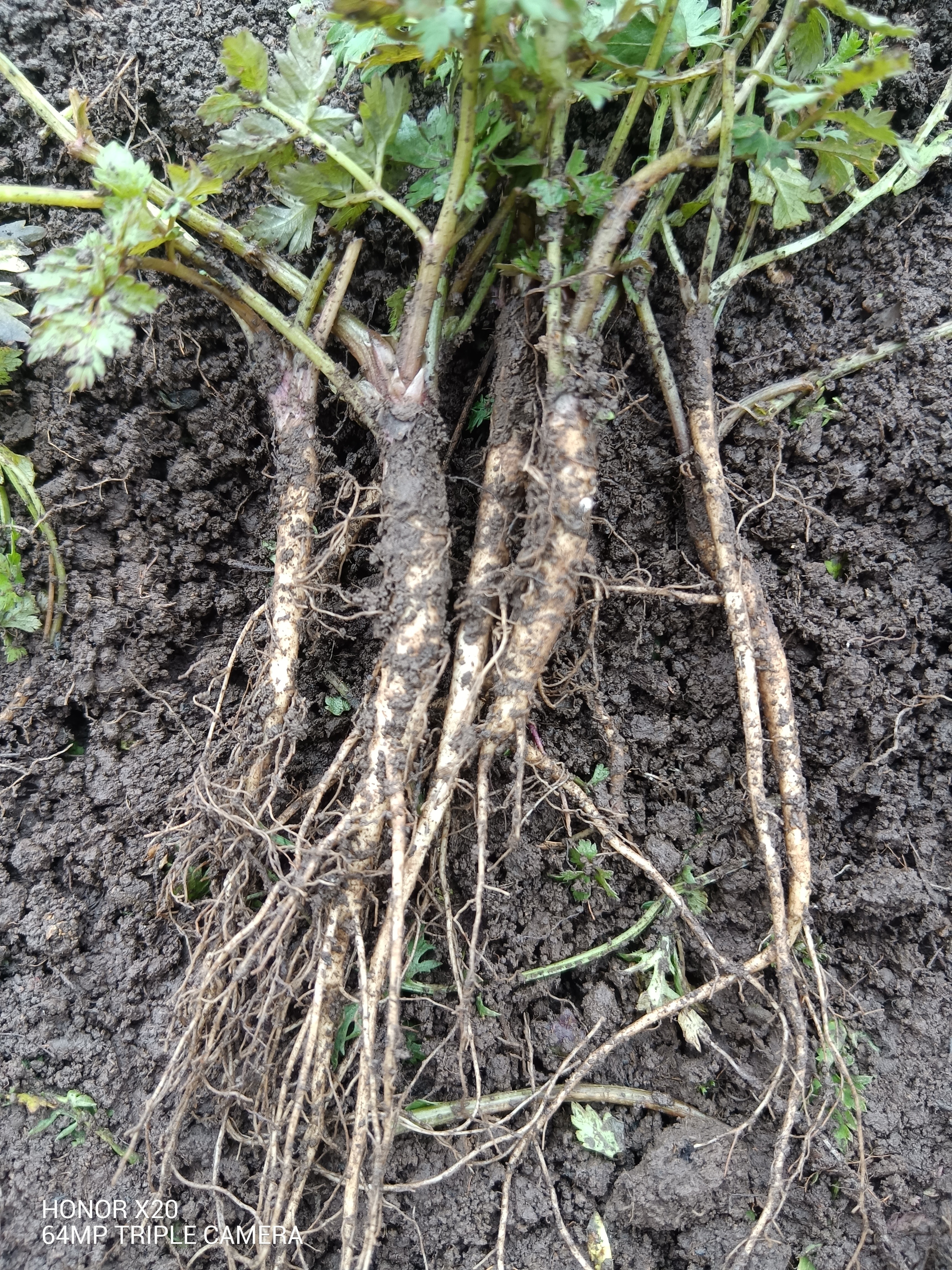 岷县当归苗50根起发量大联系客服能种的活苗