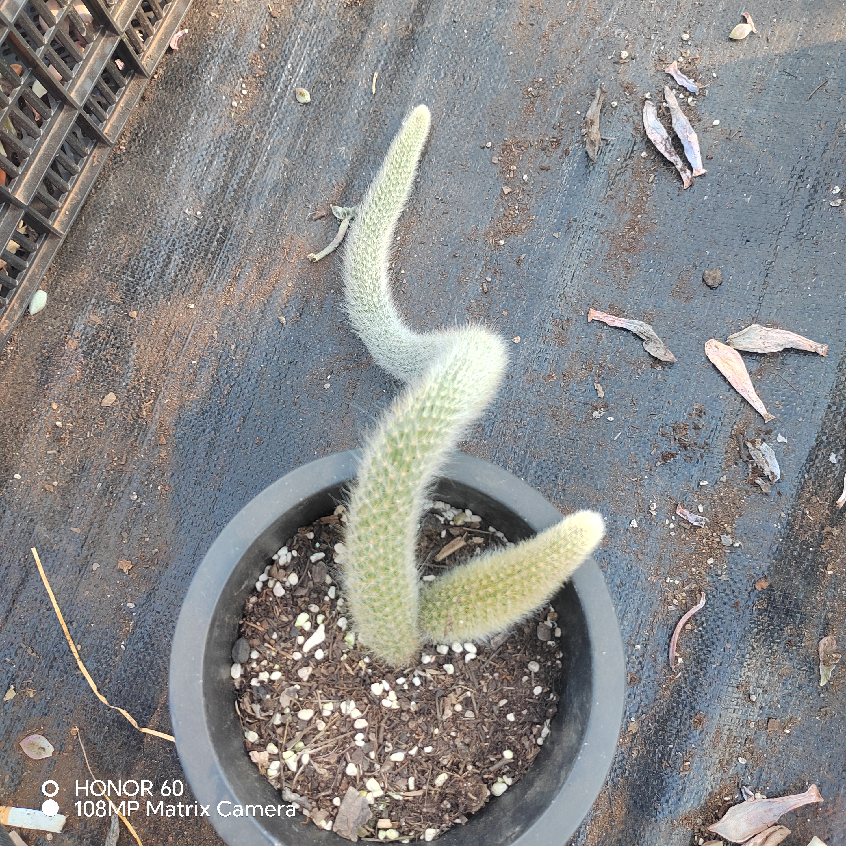 【九尾狐】艺友多肉植物