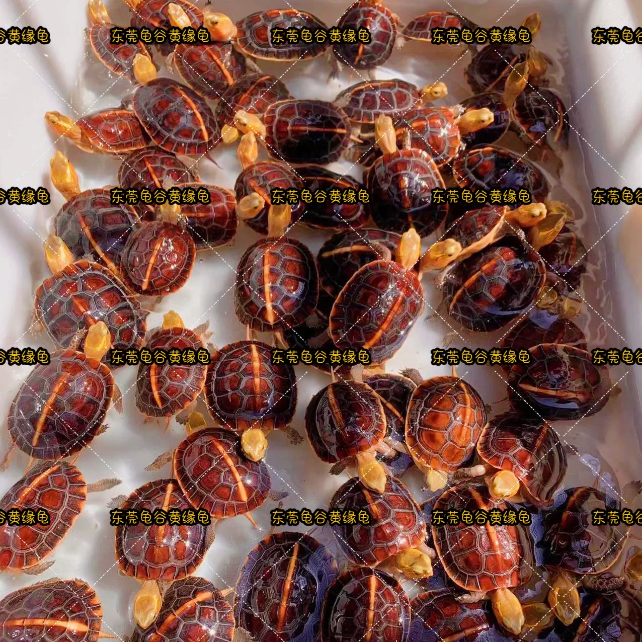黄缘龟龟苗 乌龟 活体（龟谷黄缘龟繁育基地）
