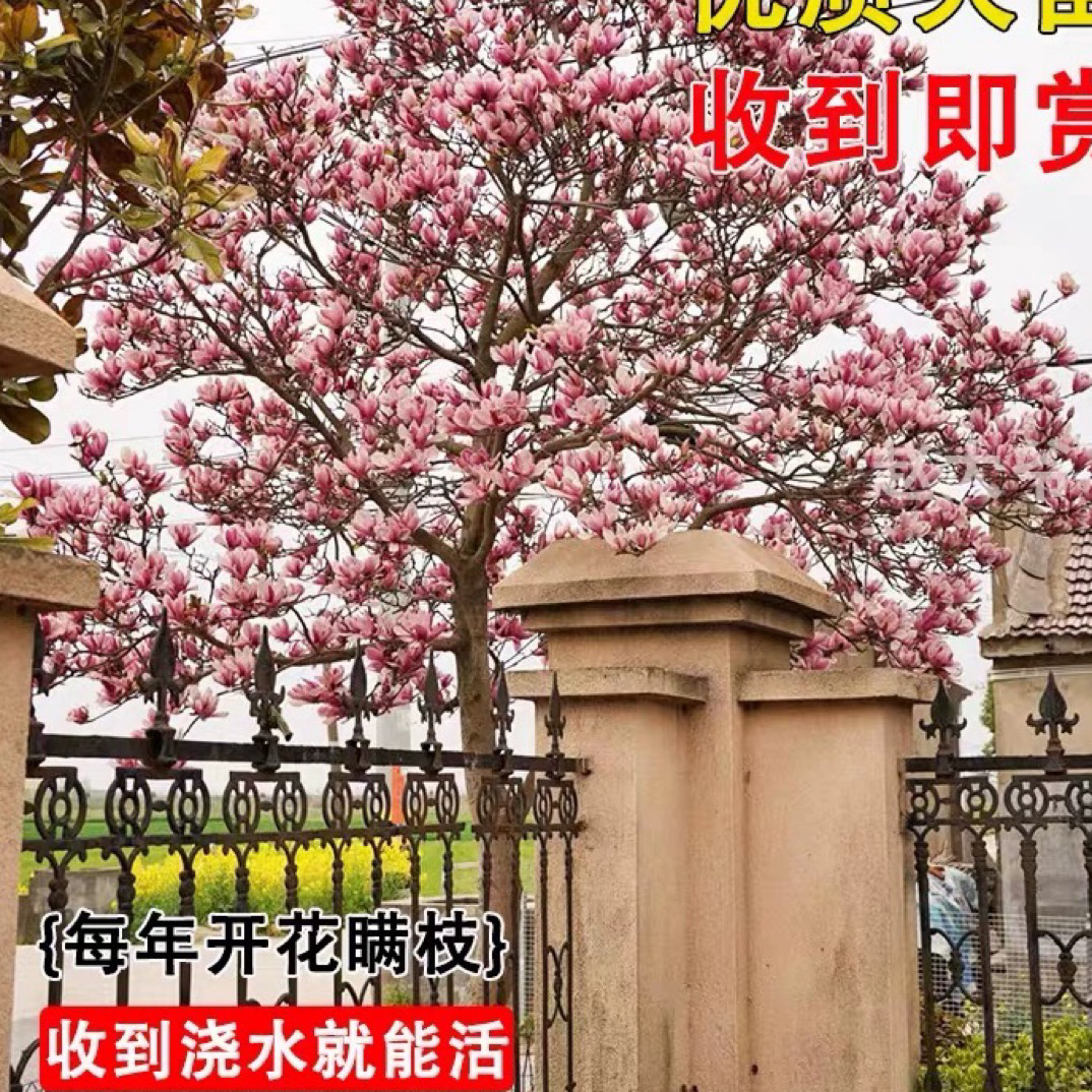 玉兰树苗紫白黄二乔娇红别墅庭院大型耐寒盆栽风景树玉兰花带花苞