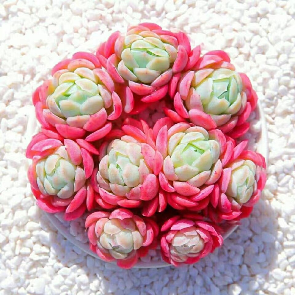 整桩胭脂贝瑞 精品多肉植物带香味新手好养防辐射净化空气吸甲醛