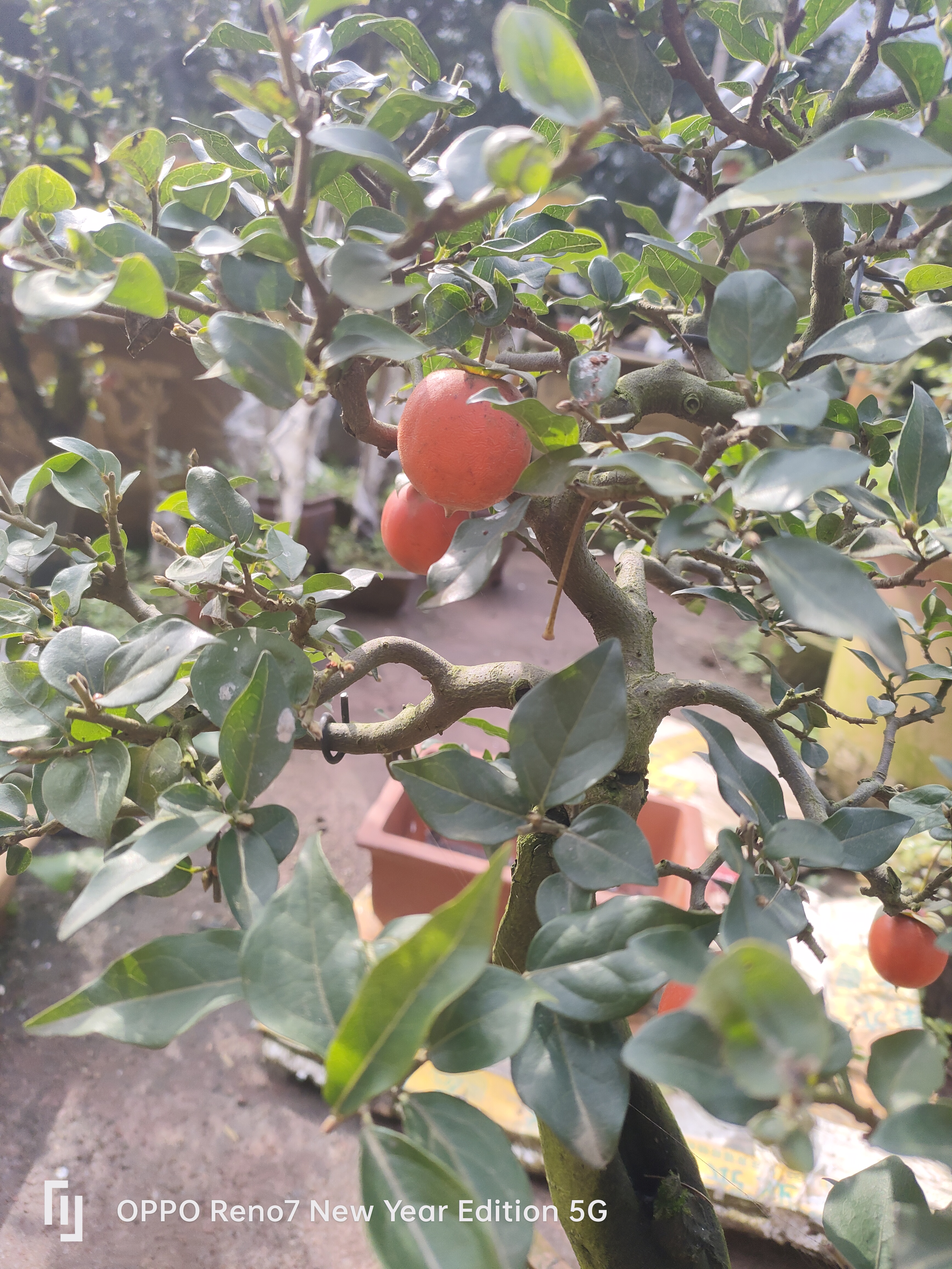 金弹子生桩熟桩，包新鲜，不包存活